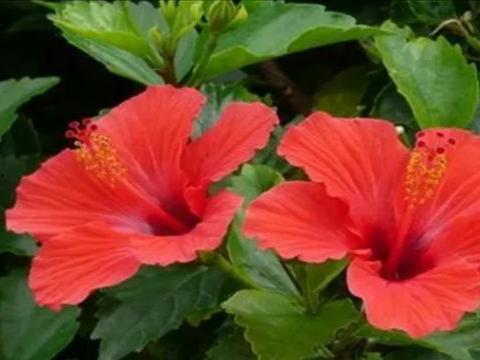 直播爆料扶桑花的视频下载,扶桑花种植技巧与养护全解析  第1张